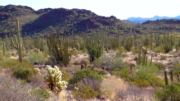 Desert Organ Pipes Cactus Stenocereus Thurberi Organ Pipe Cactus National — Stockvideo