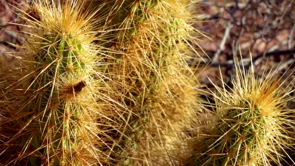 Nichol Hedgehog Cactus Golden Hedgehog Cactus Echinocereus Nicholii Arizona Eua — Vídeo de Stock