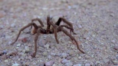 Arizona Sarışın Tarantula (Aphonopelma chalcode) yerde koşan olgun erkek. Arizona, ABD