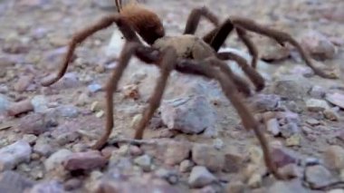 Arizona Sarışın Tarantula (Aphonopelma chalcode) yerde koşan olgun erkek. Arizona, ABD