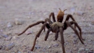 Arizona Sarışın Tarantula (Aphonopelma chalcode) yerde koşan olgun erkek. Arizona, ABD