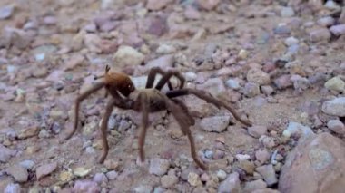 Arizona Sarışın Tarantula (Aphonopelma chalcode) yerde koşan olgun erkek. Arizona, ABD
