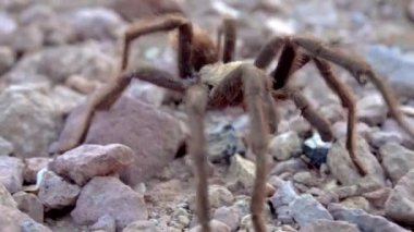 Arizona Sarışın Tarantula (Aphonopelma chalcode) yerde koşan olgun erkek. Arizona, ABD