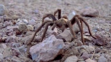 Arizona Sarışın Tarantula (Aphonopelma chalcode) yerde koşan olgun erkek. Arizona, ABD