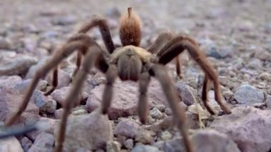 Arizona Sarışın Tarantula (Aphonopelma chalcode) yerde koşan olgun erkek. Arizona, ABD