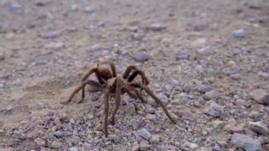Arizona Sarışın Tarantula (Aphonopelma chalcode) yerde koşan olgun erkek. Arizona, ABD