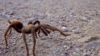 Arizona Sarışın Tarantula (Aphonopelma chalcode) yerde koşan olgun erkek. Arizona, ABD