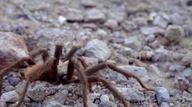 Arizona Sarışın Tarantula (Aphonopelma chalcode) yerde koşan olgun erkek. Arizona, ABD