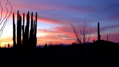 Dev Saguaros (Carnegiea Gigantea), akşam üstü kırmızı bulutların arka planına karşı. Organ Borusu Kaktüsü Ulusal Anıtı, Arizona ABD