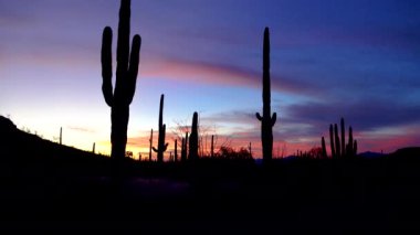Dev Saguaros (Carnegiea Gigantea), akşam üstü kırmızı bulutların arka planına karşı. Organ Borusu Kaktüsü Ulusal Anıtı, Arizona ABD
