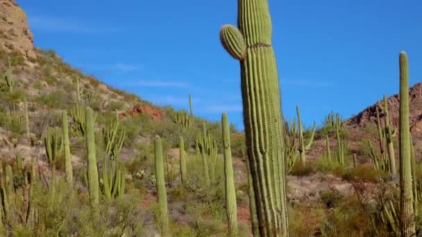 Desert Organ Pipes Cactus Stenocereus Thurberi Organ Pipe Cactus National — Stock Video
