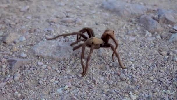 亚利桑那州金发碧眼的塔兰楚拉 Aphonopelma Chholm Des 成熟的雄性在地上奔跑 美国亚利桑那州 — 图库视频影像