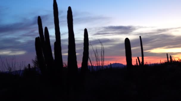 Saguaros Gigante Carnegiea Gigantea Sobre Fondo Nubes Rojas Tarde Atardecer — Vídeos de Stock