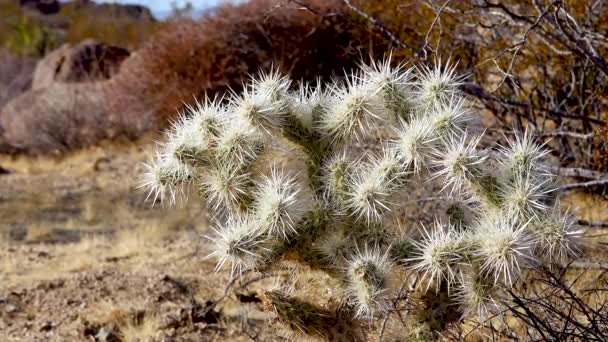Silver Cholla Cylindropuntia Echinocarpas Cholla Cactus Garden Joshua Tree National — стокове відео