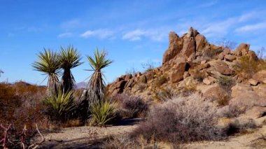 Joshua Tree Ulusal Parkı 'nda panoramik bir manzara. Joshua Tree (Yucca brevifolia) ve Kaya oluşumları. CA