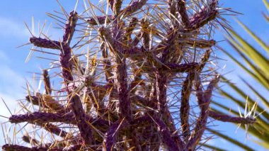 Mavi gökyüzüne karşı uzun sarı dikenli Arizona kalem cholla. Noel cholla, tasajillo (Cylindropuntia leptocaulis). Joshua Tree Ulusal Parkı.