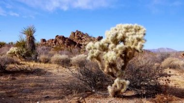 Cholla Kaktüs Bahçesi, Joshua Tree Ulusal Parkı, Kaliforniya ABD 'de Gümüş cholla (Cylindropuntia echinocarpas)