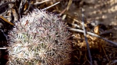 Yastık tilkisi kaktüsü (Escobaria alversonii, coryphantha alversonii), Arizona çölünde kaktüs. ABD