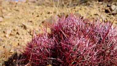 Echinocactus polycephalus, Cottontop Kaktüsü, Çok başlı Barrel Kaktüsü, Cannonball Kaktüsü. Arizona çölünde kaktüs.. 