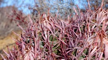 Echinocactus polycephalus, Cottontop Kaktüsü, Çok başlı Barrel Kaktüsü, Cannonball Kaktüsü. Arizona çölünde kaktüs.. 