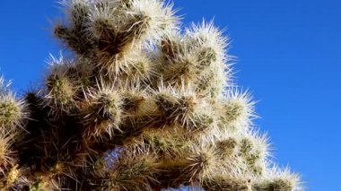 Cholla Kaktüs Bahçesi, Joshua Tree Ulusal Parkı, Kaliforniya ABD 'de Gümüş cholla (Cylindropuntia echinocarpas)