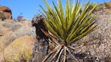 Joshua Tree Ulusal Parkı 'nda panoramik bir manzara. Joshua Tree (Yucca brevifolia) ve Kaya oluşumları. CA