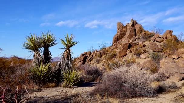ジョシュアツリー国立公園のパノラマビュー ジョシュアツリー ユッカ語 Yucca とロック累層 — ストック動画