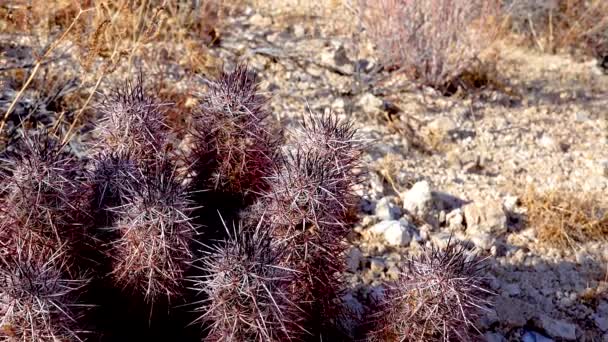 アリゾナ クラレット カップ サボテン アリゾナ ハリネズミ サボテン Echinecereus Arizonicus アリゾナ砂漠のサボテン — ストック動画