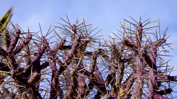 青い空に対して長い黄色の棘を持つアリゾナの鉛筆コーラ クリスマス コッラ Tasajillo Cylinropuntia Leptocaulis ジョシュアツリー国立公園 — ストック動画