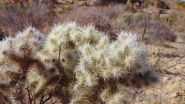 Silver Cholla Cylindropuntia Echinocarpas Cholla Cactus Garden Joshua Tree National — Vídeo de stock