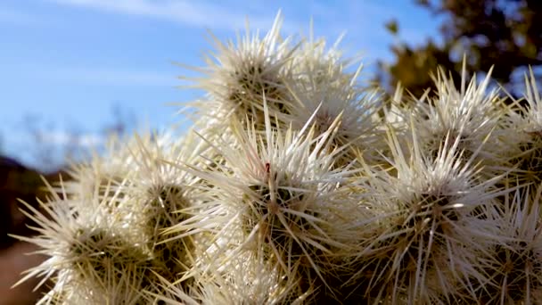 Silver Cholla Cylindropuntia Echinocarpas Cholla Cactus Garden Joshua Tree National — Vídeo de Stock
