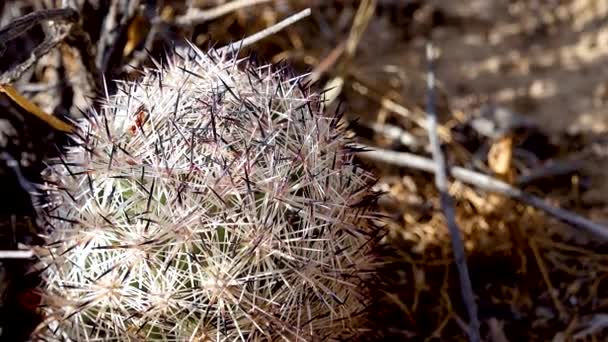 Cushion Foxtail Cactus Escobaria Alversonii Coryphantha Alversonii Cacti Arizona Desert — Stockvideo