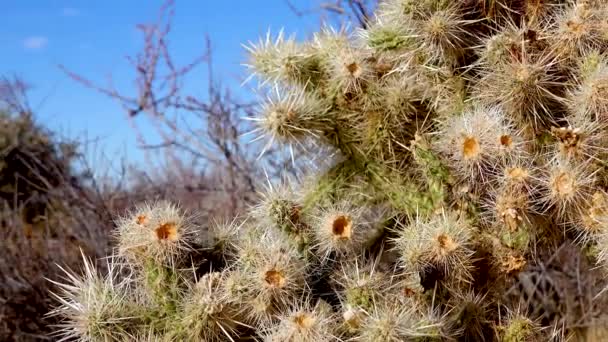 Srebrna Cholla Cylindropuntia Echinocarpas Ogrodzie Kaktus Cholla Park Narodowy Joshua — Wideo stockowe