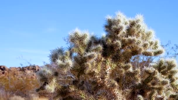 Silver Cholla Cylindropuntia Echinocarpas Cholla Cactus Garden Joshua Tree National — Vídeo de stock