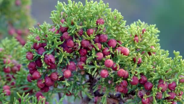 Frutos Rojos Con Semillas Balanceándose Sobre Una Rama Una Planta — Vídeos de Stock