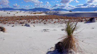 White Sands Ulusal Anıtı. Sand Dune New Mexico 'da Yucca elata ve çöl pantolonu.