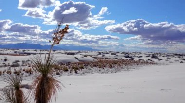 White Sands Ulusal Anıtı. Sand Dune New Mexico 'da Yucca elata ve çöl pantolonu.