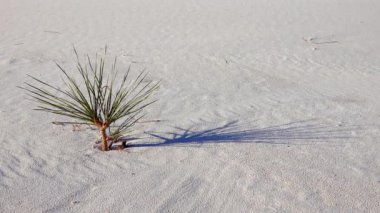 White Sands Ulusal Anıtı. Sand Dune New Mexico 'da Yucca elata ve çöl pantolonu.