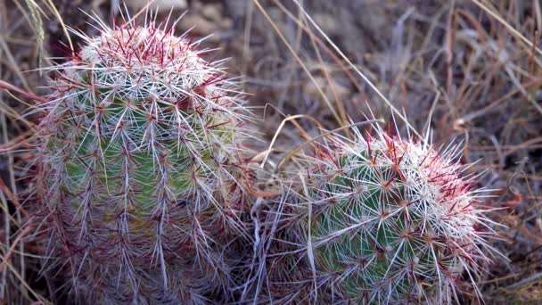 Cacti Brady Pincushion Cactus Pediocactus Bradyi New Mexico — 图库视频影像