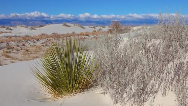 白い石膏の砂の上にユッカとドライ砂漠の植物 ニューメキシコ州 アメリカのホワイトサンズ国立記念碑 — ストック動画