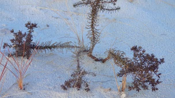 Plantas Secas Deserto Areias Brancas Gesso Monumento Nacional White Sands — Vídeo de Stock