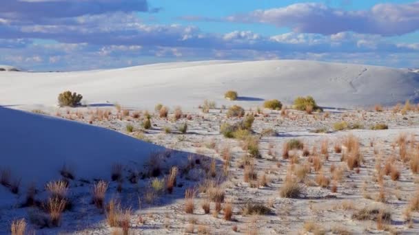 Suché Pouštní Rostliny Bílém Sádrovcovém Písku Národní Památka Bílé Písky — Stock video