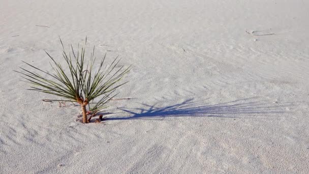 White Sands National Monument Pantalon Yucca Elata Désert Sur Sand — Video