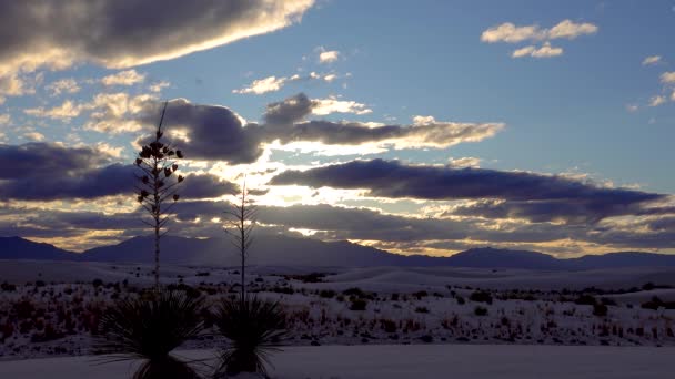 サンセット ユッカ工場 ユッカ エラタ ホワイト サンズ国定公園の砂丘にある砂漠のパンツ ニューメキシコ州 アメリカ — ストック動画
