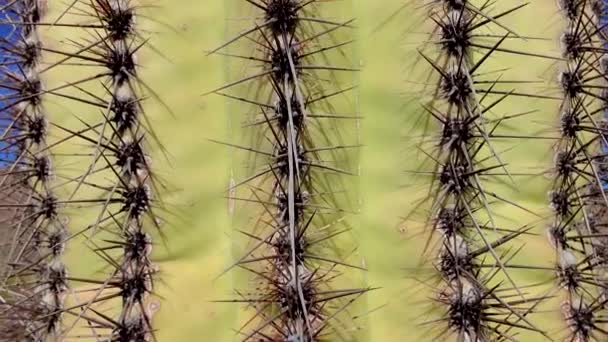 Närbild Giant Saguaros Carnegiea Gigantea Vid Hewitt Canyon Nära Phoenix — Stockvideo