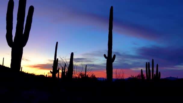 Saguaros Gigante Carnegiea Gigantea Sobre Fondo Nubes Rojas Tarde Atardecer — Vídeo de stock