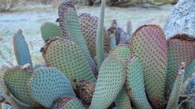 Cacti, Cylindropuntia munzii, Arizona-Sonora (Cylindropuntia munzii)