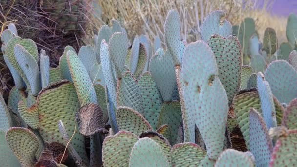 Beavertail Opuntia Basilaris Cacti California Usa — Wideo stockowe