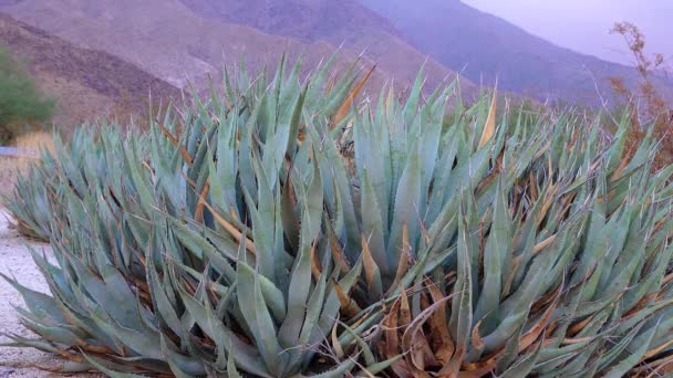 Rostliny Arizony Agáve Zlatokvětá Agave Chrysantha — Stock video