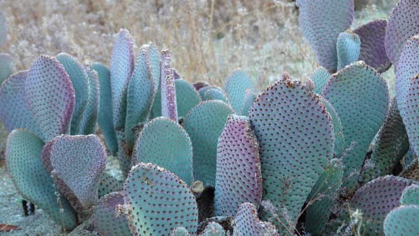 Beavertail Opuntia Basilaris Cacti California Usa — Stock Video